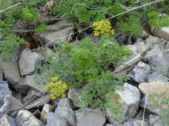 Lomatium grayi