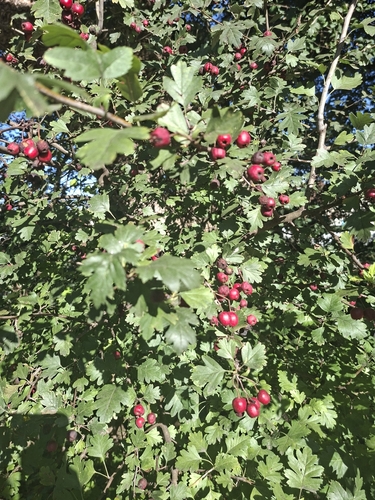 common hawthorn