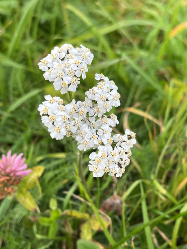 common yarrow