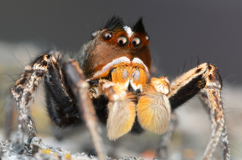 Habronattus kubai