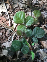 Desmodium rotundifolium