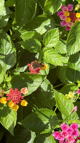 Huron Skipper