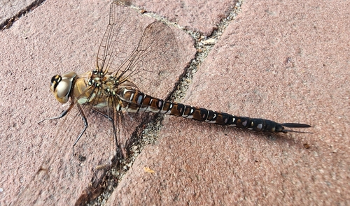 Migrant Hawker