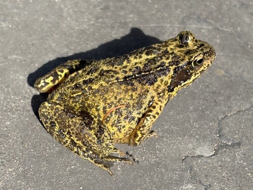 European Common Frog