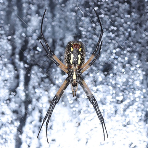 Yellow Garden Spider
