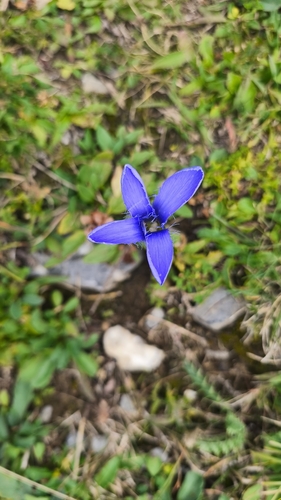 Fringe-flowered Gentian