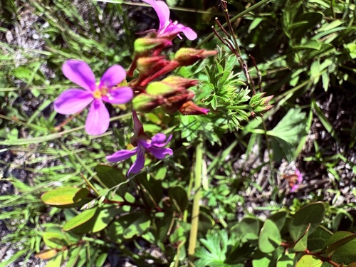 Pelargonium grossularioides, photograph 2