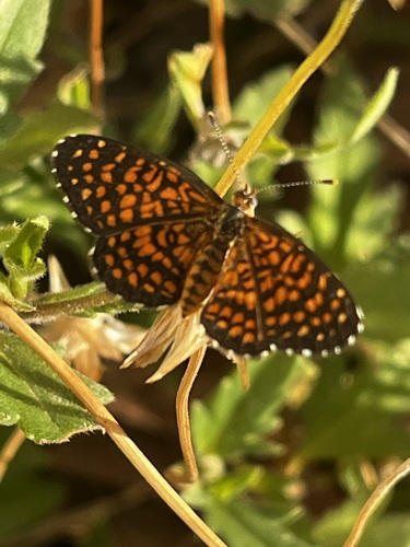 Elada Checkerspot