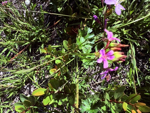 Pelargonium grossularioides, photograph 3