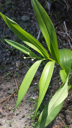 Maianthemum stellatum