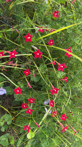 Cypress Vine