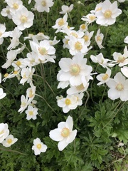 Anemonoides sylvestris