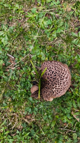 shingled hedgehog