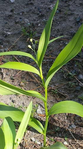 Maianthemum stellatum