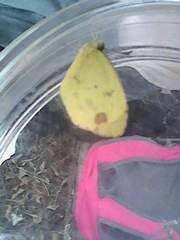 Pyrisitia lisa centralis