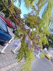 Jacaranda mimosifolia