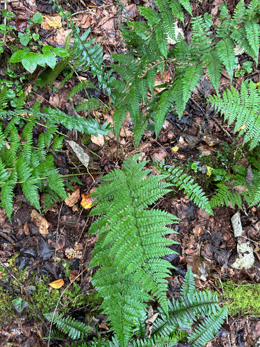 intermediate wood fern