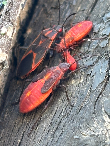 Eastern Boxelder Bug