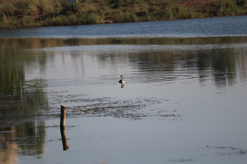 Great Crested Grebe