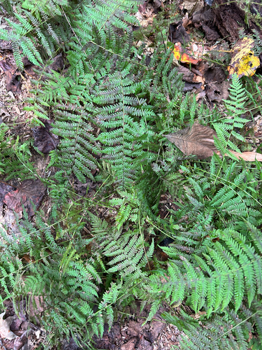 New York fern