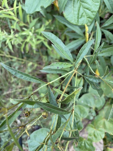tall coreopsis