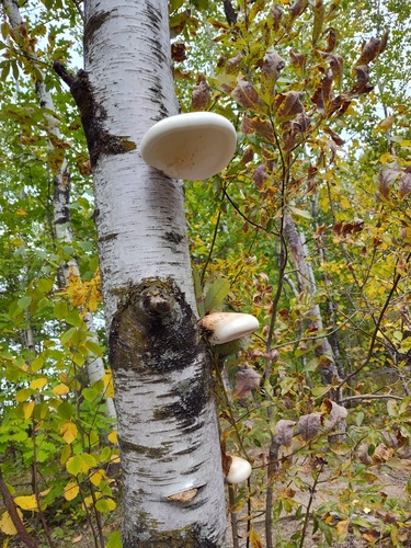 birch polypore