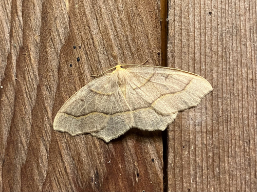 Hemlock Looper Moth