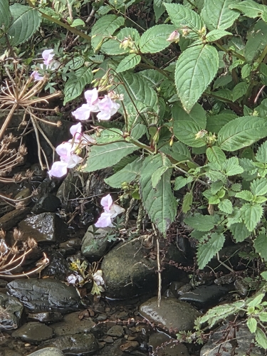 Himalayan balsam