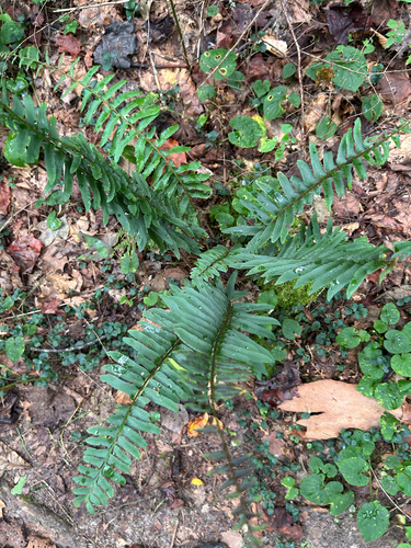 Christmas fern