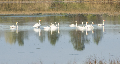 Mute Swan