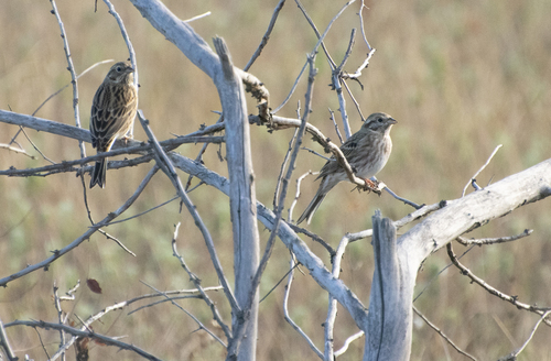 Pine Bunting