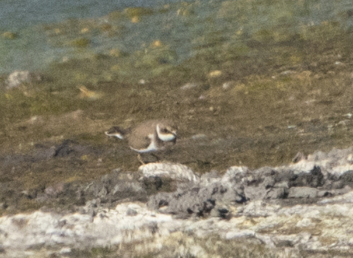 Little Ringed Plover