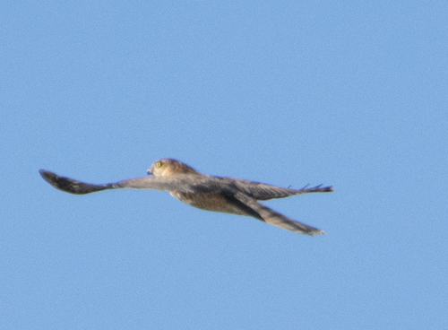 Eurasian Sparrowhawk