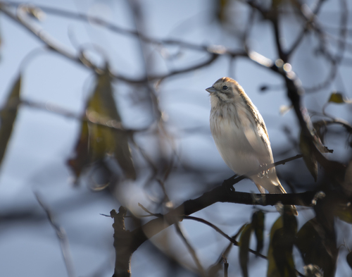 Reed Bunting