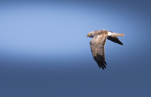 Hen Harrier