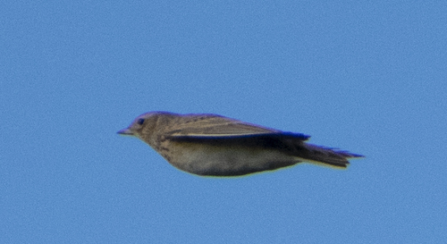 Eurasian Skylark