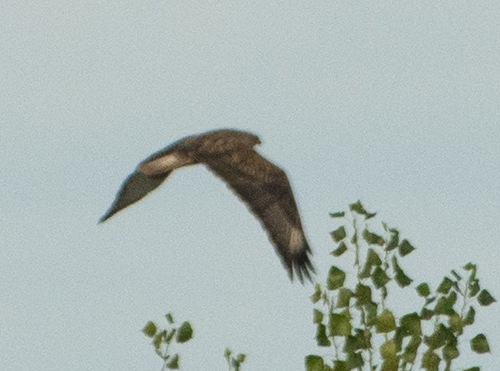 Long-legged Buzzard