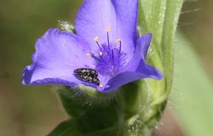 Acmaeodera