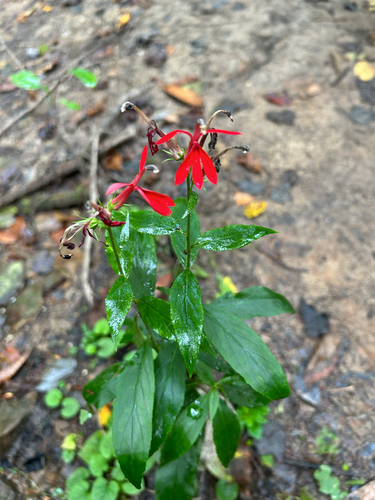 cardinal flower