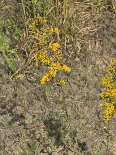 Solidago nemoralis, photograph 4