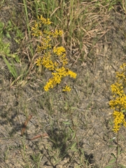 Solidago nemoralis, photograph (c) jfox16, some rights reserved (CC BY)