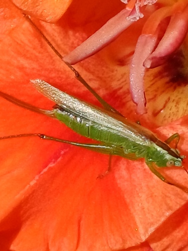 Long-winged Conehead