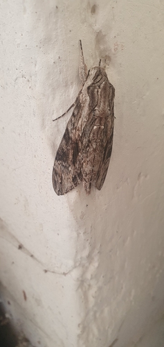 Convolvulus Hawkmoth