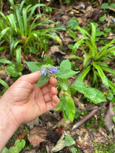 great blue lobelia