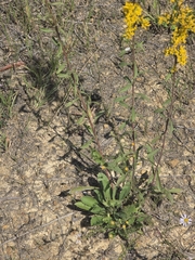 Solidago nemoralis, photograph (c) jfox16, some rights reserved (CC BY)