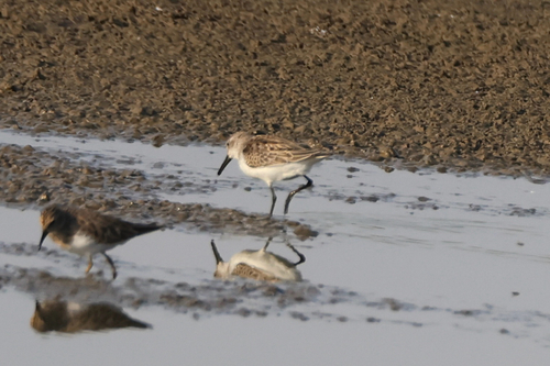 Western Sandpiper
