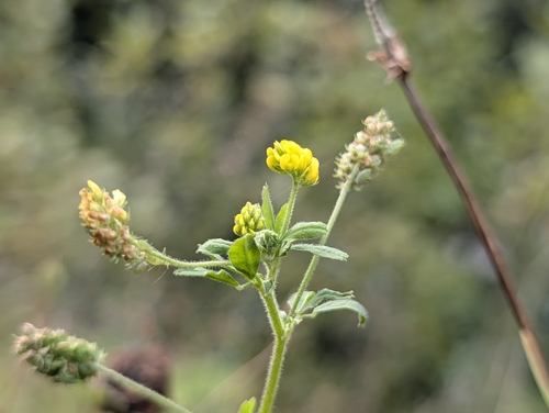 Black Medick