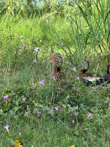 Black-bellied Whistling-Duck