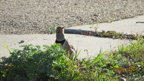 Northern Flicker