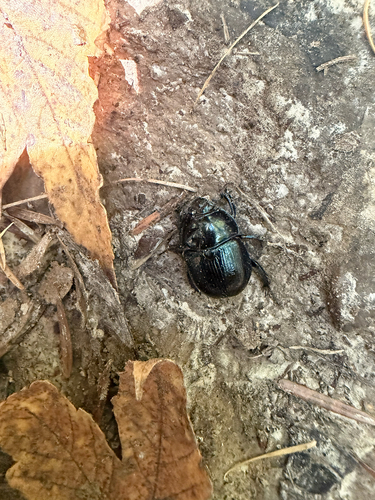 Woodland Dor Beetle